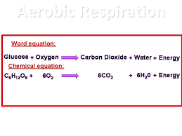 Making Sense Of Respiration Igcse Biology 1 1