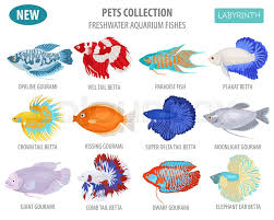 Can betta live happy with honey gourami? Freshwater Aquarium Fishes Breeds Icon Stock Vector Colourbox