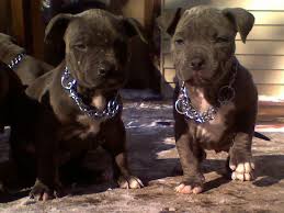 6 Week Black And White Pitbull Puppy Look Like Twinzies C My 6 Week Old Blue Nose Pitbulls Pitbulls Dogs Dogs And Puppies
