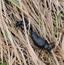 Zeitzeugen Aus Oldisleben Und Umgebung Olkafer Paarung In Thuringen 4 4 2018 In Garten Biotop Kein Rasenmaher Kein Pestizid Kein Glyphosat Etc Olkafer Auch In Thuringen Auf Roter Liste Vom Aussterben Bedrohter Arten Weil Politisch Wirtschaftlich