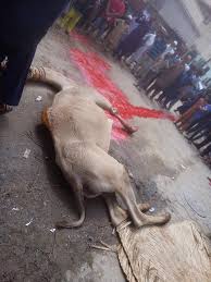 Camel qurbani karachi 2012 подробнее. Camel Qurbani Home Facebook