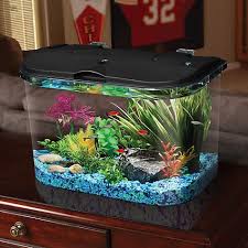 Pin On Aquarium