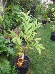 Résultat de recherche d'images pour "ruby supreme red guava"