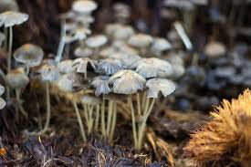 There is zero genetic material: What Is Mushroom Compost When To Use It Horticulture