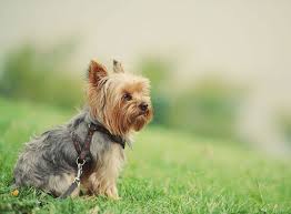 Klub für tibetische hunderassen rassevertreter: Yorkshire Terrier Rasseportrait Im Hunde Magazin Zooroyal Magazin