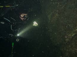 They may be found from 6m to 1600m deep. Bc Aquatic Life Jellyfish Rowand S Reef Scuba Shop