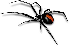 Carolina wolf spider vector clipart. Black Spider Png Clipart Background Png Play