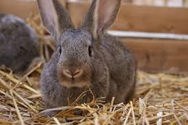 Be careful what you clean your rabbit's cage with How To Clean A Rabbit Cage Daily Weekly Cleaning Activities Animallama Rabbit Cage Pet Bunny Pets