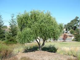 They have attractive, glossy, leathery foliage. Olea Europaea Majestic Beauty Majestic Beauty Fruitless Olive Plantmaster