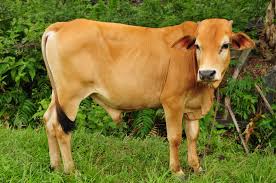 Org kelantan rakyat malaysia paling banyak berhijrah ke uk, us dan australia. Lembu Wikipedia Bahasa Melayu Ensiklopedia Bebas