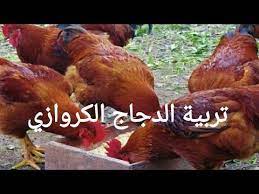 تربية الدجاج الكروازي البياض youtube chicken food meat