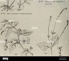 Image result for Radinosiphon leptostachya