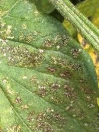 Image result for thrips damage on cucumber