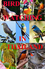 Bird Watching In Thailand