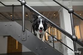 No need to leave your pet home when traveling. 21 Dog Friendly Jobs In London For Your Next Career Move This Week The Londog