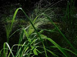 Image result for Eragrostis habrantha