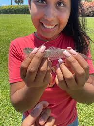 What species of fish swim in tight schools and go in circles near docks and  walls?