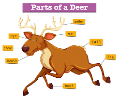 Spanish body / body parts. Diagram Showing Parts Of Deer 447872 Download Free Vectors Clipart Graphics Vector Art