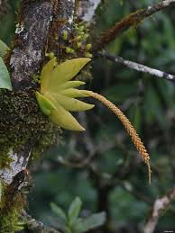 Image result for Oberonia