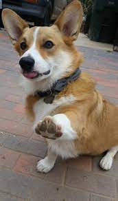 I Asked Him If He Wanted Any Rubshttps Imgur Com Ycnmoem Corgi Dog Corgi Cute Corgi