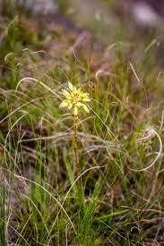 Image result for Cliffortia linearifolia