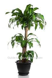 This plant grows well in a variety of indoor lighting. Pin On Garden