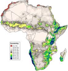 Image result for Faidherbia