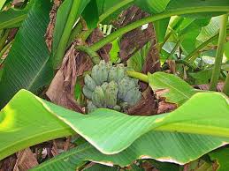 台灣野生芭蕉 artichoke vegetables