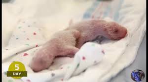 Pandanin Dogumu Ve Yavrularinin 360 Gunluk Gelisimi Birth And Developme Animals Hamster Youtube