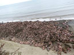 We did not find results for: Walrus Prompt Ugashik Boundary Change For Bristol Bay Fishery