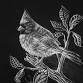 Beginner Scratch Art with Faye Beckert