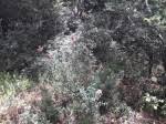 Image result for Alvesia cylindricalyx