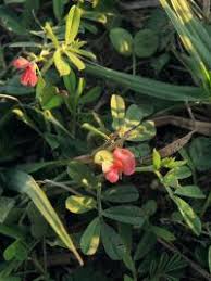 Image result for Indigofera circinella