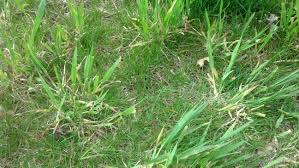 Find and identify the most common texas weeds. Lawn Weeds Identification Guide Weeds In Texas With Pictures