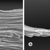 Image result for Ancistrorhynchus clandestinus