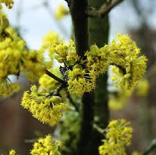 Image result for Cornus mas