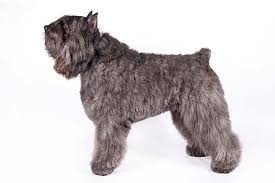 They were once known as koe hond, meaning cow dog in dutch, and vuilbaard, meaning dirty beard. Bouvier Des Flandres
