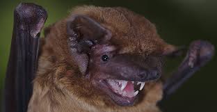 When the bees head back to their hives for the night, the bats emerge to take over pollinating duties. How To See Uk Bats And Give Them A Helping Hand Natural History Museum