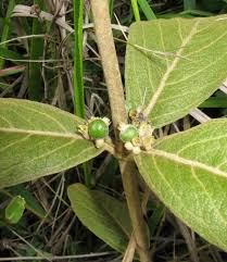 Image result for Fadogia tomentosa