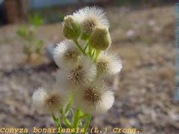 Image result for Erigeron bonariensis