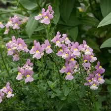 Image result for Nemesia fruticans