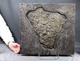 Crinoid Fossils. Buy unique objects. Now at auction for sale | Catawiki