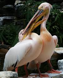 Big Bird With Large Beak Pelican Pet Birds Shorebirds Bird Feathers
