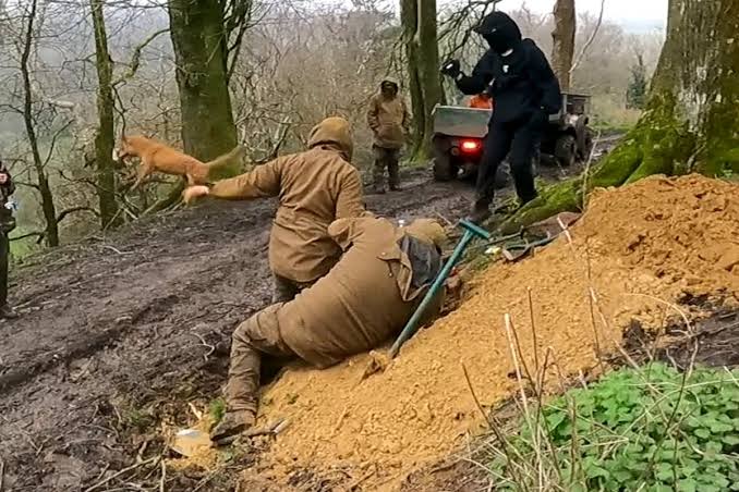 Hundreds of foxes and deer chased and killed in latest hunting season as illegal activity rife, report says | The Independent