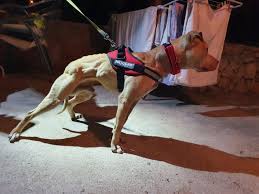 Game dogs for sale in kentucky. Pedigree Database Kentucky S Mali Bombarder