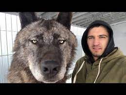 Dog Dogs Puppy Puppies Largest Wolf Big Wolf Animal Intelligence