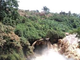 Image result for Pancovia golungensis