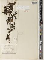 Image result for Psychotria kirkii