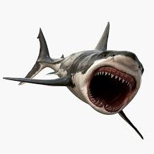realistic great white shark 3d model great white shark white sharks shark