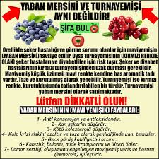 Kırmızı ya da mor renkli olarak doğada yer alır. Sifa Bul Yaban Mersini Ve Turnayemisi Ayni Degildir